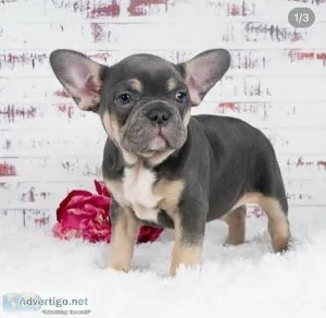 Lilac Merle male and Females  French bulldog Puppies for sale