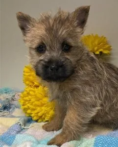 Beautiful Cairn Terrier Puppies