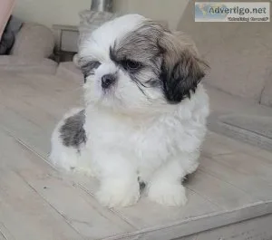 Shih Tzu puppies for sale