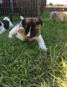 JHDG American AkitaPuppies 5girls2boys DNATestedParents