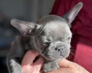 French Bulldog puppies for sale