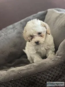 Adorable Maltipoo Puppies