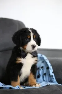 Bernese mountain puppies