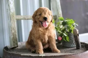 Gorgeous Health Tested Goldendoodle pups