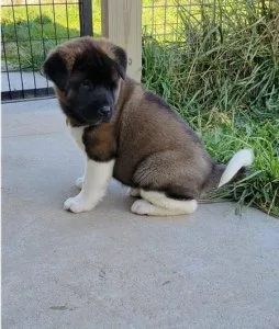 Repulsive Akita Puppies For Sale