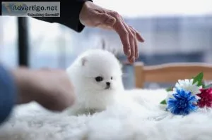 Two Awesome T-Cup Pomeranian Puppies