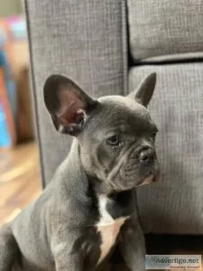 French Bulldog puppies for sale