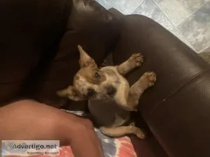 Australian cattle dog puppies AKA Red or blue Heelers