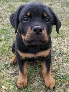 Rottweiler puppies for sale