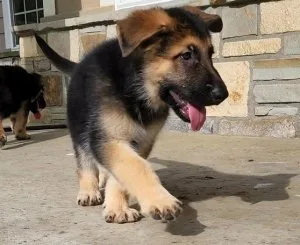 Full Vaccinated Purebred AKC German Shepherd Puppies
