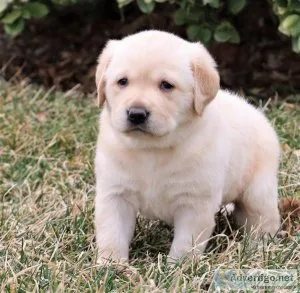 Labrador Retriever puppies for sale