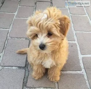 MALTIPOO PUREBRED