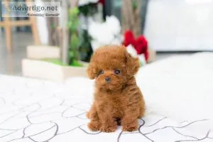 AKC Teacup Poodle Registered male and female