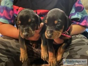 100% Euroepan female Doberman puppies  Full AKC Registration off