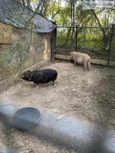 Potbelly pigs