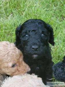 F1B Golden Sheepadoodles