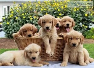 Cute Working Golden Retrievers Puppies