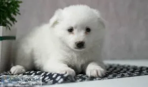 Spotless American Eskimo Puppies For Kids Home