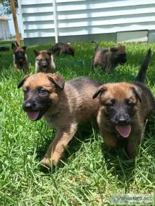 German Shepherd Dog puppies for sale
