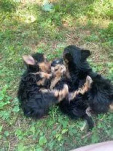 Yorkie Miniature puppies