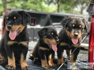 AKC Registered Pedigree Rottweiler Puppies