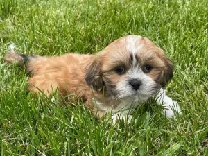 Full breed Lhasa Apso puppies for sale