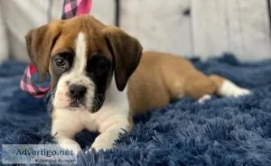 Curious Boxer Puppies Available