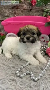 AKC Pedigree Havanese puppies Fully Vaccinated