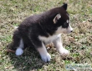 Uptight Alaskan Malamute Puppies For Adoption