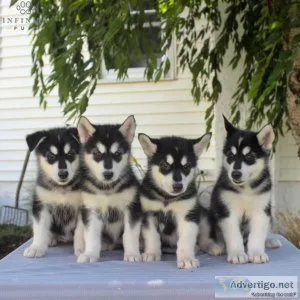 jhdg Beautiful Chunky Red Alaskan Malamute Puppies