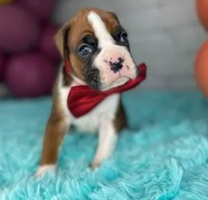 Gorgeous 3 month old boxer puppies for sale