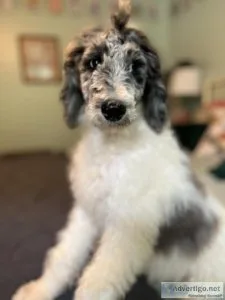 3 Standard Poodle Puppjes