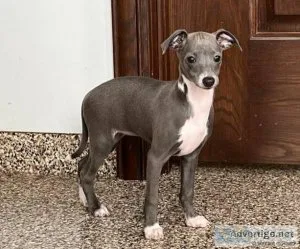 AKC Registered Italian Greyhound Puppies