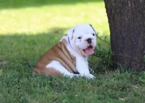 Quality English bulldogs puppies