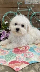 Stunning Bichon Frise puppies for sale