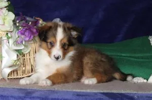 Male and Female Shetland Sheepdog Pups for sale