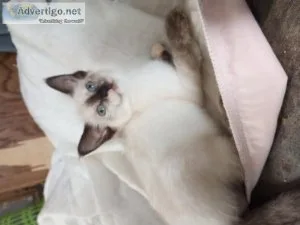 Siamese kittens