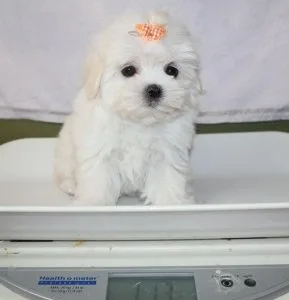 Maltese beautiful puppies