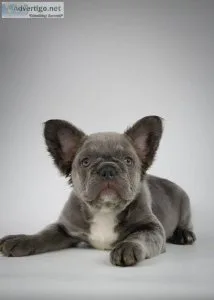 French Bulldog puppies for sale
