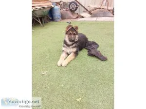 Vic German Shepard puppies for sale