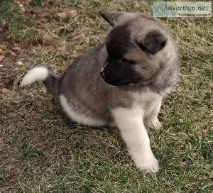 Glamorous Akita Puppies Available Now