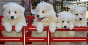 Smoggy White Samoyed Puppies Ready Now