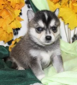 Home Raised Alaskan Klee Kai Pups