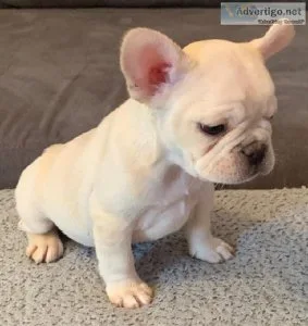 Beautiful French Bulldog Puppies for You