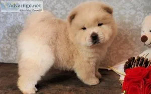 Cream Colored Chow Chow Puppies Available
