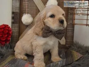 AKC registered red cocker spaniel puppies