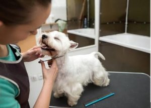 Looking for The Best Dog Groomer in El Sobrante