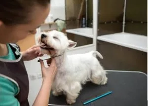 Looking for The Best Dog Groomer in El Sobrante