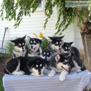 Beautiful Chunky Red Alaskan Malamute Puppies