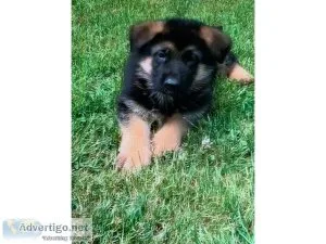sweet German Shepard puppies for sale
